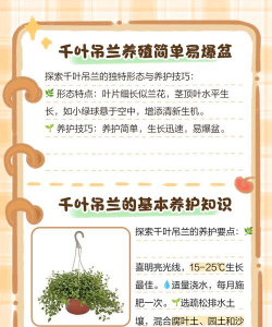 千叶吊兰怎么繁殖 千叶吊兰怎么繁殖