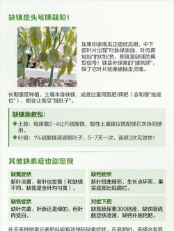 南瓜叶发黄怎么处理 南瓜叶发黄怎么处理