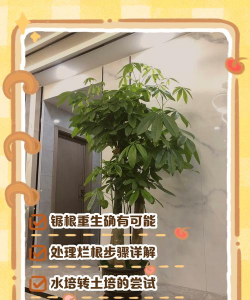 发财树锯断会生根吗 发财树锯断会生根吗