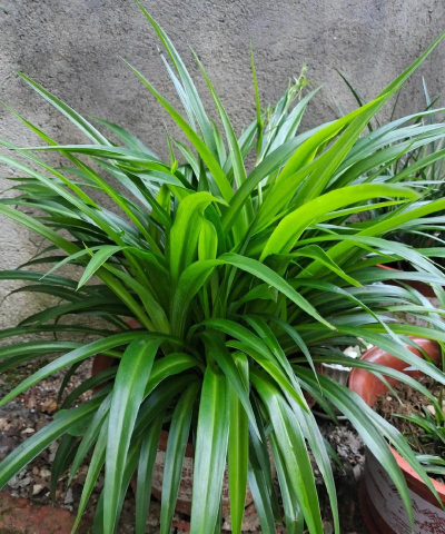 绿色吊兰代表什么象征意 绿色吊兰代表什么象征意