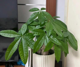 发财树喜欢阳光还是阴凉 发财树喜欢阳光还是阴凉