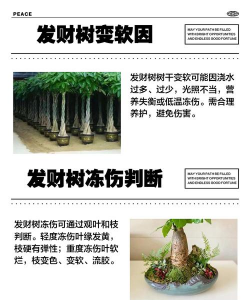 发财树树干变软怎么办 发财树树干变软怎么办