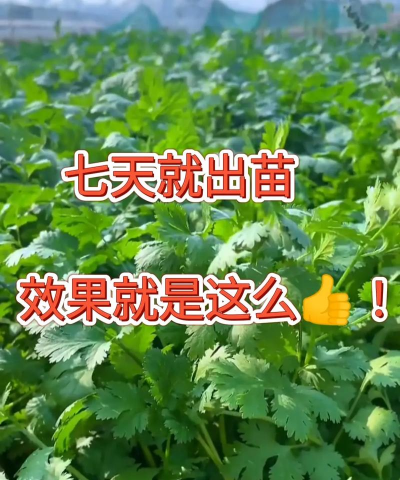 香莱无土种植怎么种植的 香莱无土种植怎么种植的