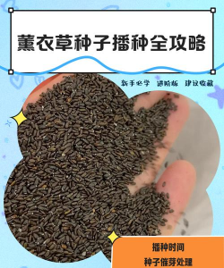 薰衣草为什么只卖种子 薰衣草为什么只卖种子