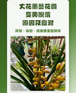 蕙兰的花苞为什么会掉 蕙兰的花苞为什么会掉