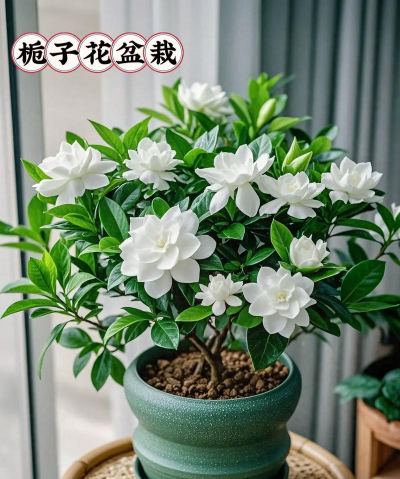 栀子花种什么土好 栀子花种什么土好
