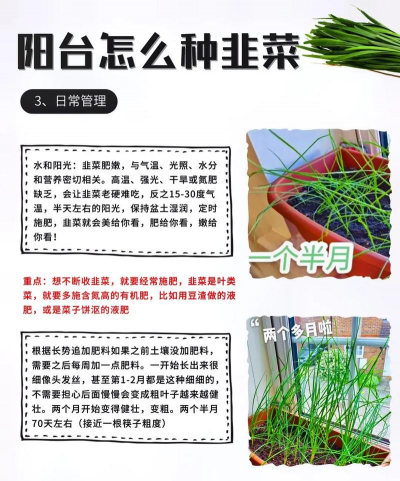 怎么种植韭菜籽在家种植 怎么种植韭菜籽在家种植
