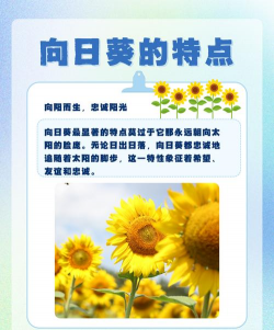 向日葵的理想是什么 向日葵的理想是什么