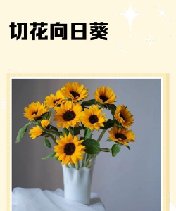 向日葵鲜切花快速开花 向日葵鲜切花快速开花