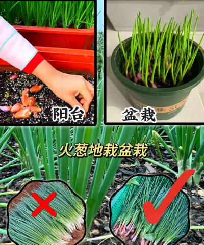 火葱种植种子怎么种植的 火葱种植种子怎么种植的