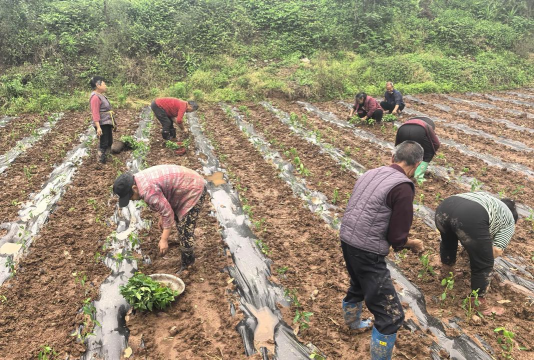 种植业种植前景怎么样 种植业种植前景怎么样