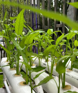 家种植空心菜怎么种植好 家种植空心菜怎么种植好