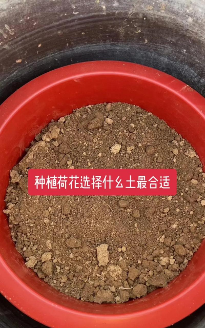 荷花种植带土怎么种植好 荷花种植带土怎么种植好
