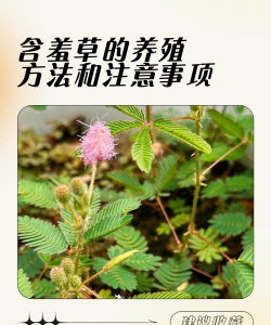 含羞草的养殖方法和注意事项 含羞草的养殖方法和注意事项