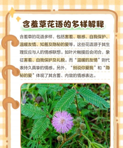 含羞草的花语及寓意 含羞草的花语及寓意