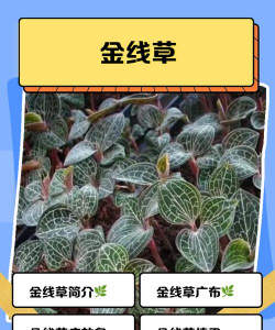 金线莲这种植物怎么种植 金线莲这种植物怎么种植