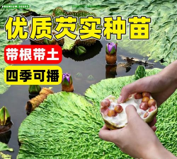 鸡头米种植苗怎么种植好 鸡头米种植苗怎么种植好