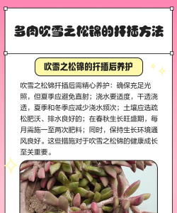 吹雪之松锦怎么扦插 吹雪之松锦怎么扦插