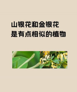 和金银花相似的花是什么花 和金银花相似的花是什么花