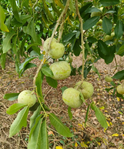 白柿能种植吗怎么种植的 白柿能种植吗怎么种植的