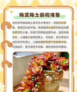 多肉如何换盆换土 多肉如何换盆换土