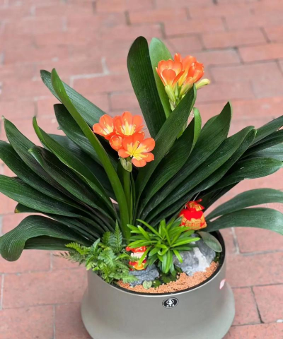 君子兰用什么光照 君子兰用什么光照