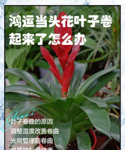 花为什么卷叶子了 花为什么卷叶子了