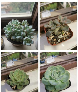 多肉浸盆正确方式 多肉浸盆正确方式