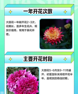 大丽花一年能开几次花 大丽花一年能开几次花