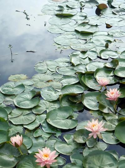 水中花有哪些植物 水中花有哪些植物