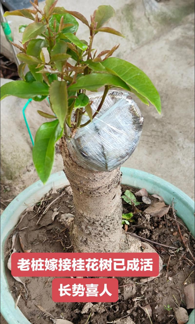 桂花可以和什么花嫁接 桂花可以和什么花嫁接