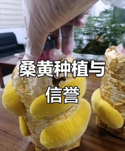 我想种植桑黄怎么种植呢 我想种植桑黄怎么种植呢