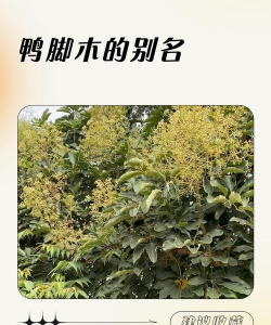 鸭脚木什么科的植物 鸭脚木什么科的植物