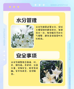 夹竹桃怎么养 夹竹桃怎么养