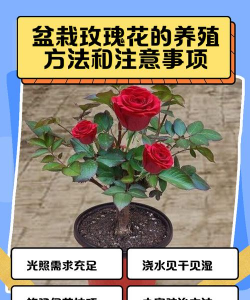 如何养盆栽玫瑰花 如何养盆栽玫瑰花