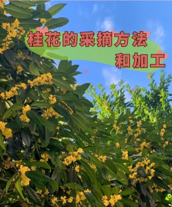 怎样收集桂花树上的桂花 怎样收集桂花树上的桂花