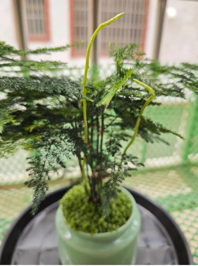 怎样矮化文竹 怎样矮化文竹