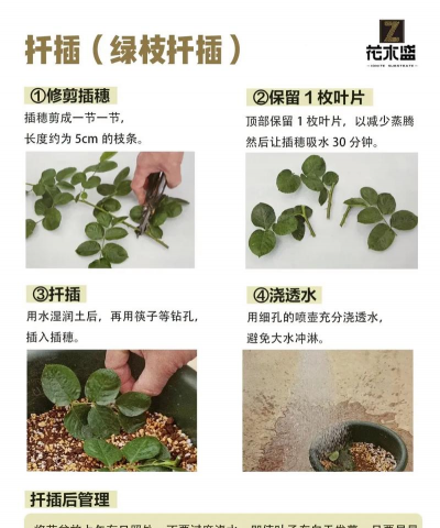 怎么扦插月季花成活率比较高 怎么扦插月季花成活率比较高