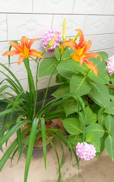 忘忧草几点开花 忘忧草几点开花