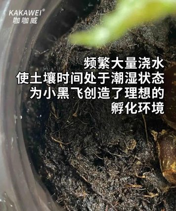 花上为什么会有小飞虫 花上为什么会有小飞虫