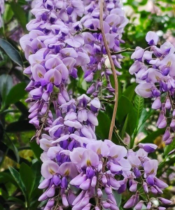 紫色串花有哪些 紫色串花有哪些