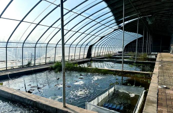 小龙虾养殖的技术 小龙虾养殖的技术