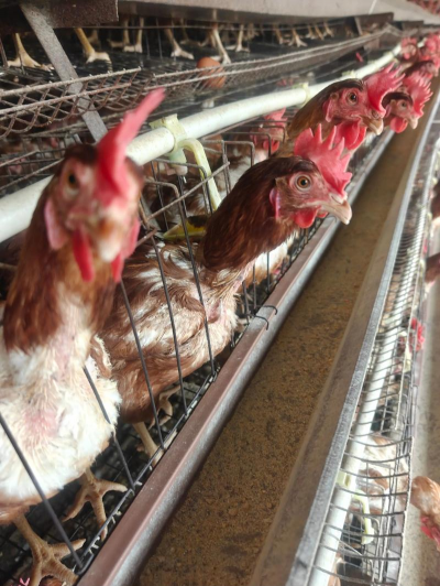 养蛋鸡技术 养蛋鸡技术