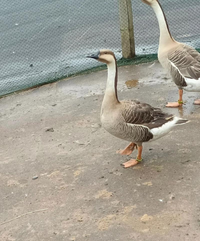 大雁养殖技术 大雁养殖技术