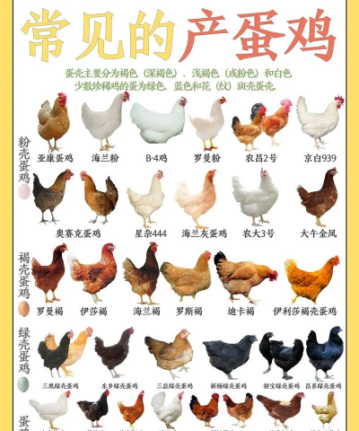 蛋鸡的品种 蛋鸡的品种