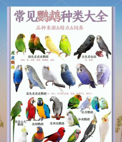 鹦鹉的品种有哪些 鹦鹉的品种有哪些