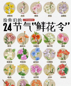 节气花朵有哪些花 节气花朵有哪些花