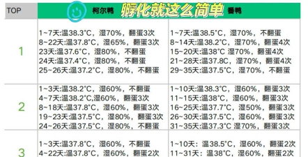 孵化小鸡最佳温度 孵化小鸡最佳温度