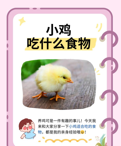 小鸡能吃什么 小鸡能吃什么