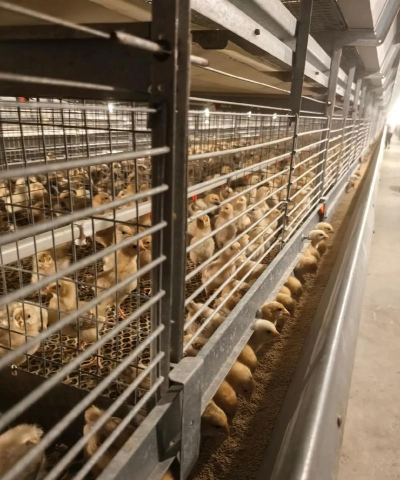 小鸡育雏技术 小鸡育雏技术